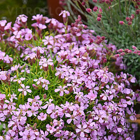 Saponaria x olivana