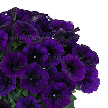 Sweetunia™ Blue (Intrinsa)