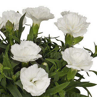 Sprint White (Dante)