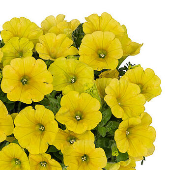 Sweetunia™ Canary Yellow 2027 (Intrinsa)