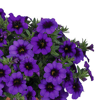 Bloomtastic Purple