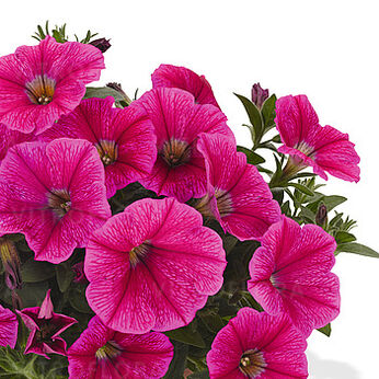 Sweetunia™ Rose Gem