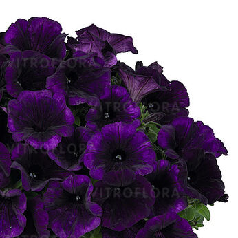 Sweetunia™ Lilac Blue 2026