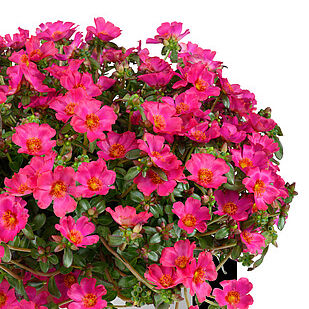 Mega Pazzaz Fuchsia