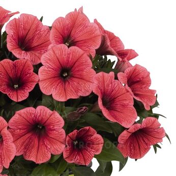 Potunia™ Coral