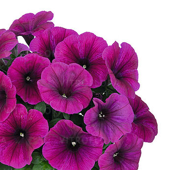 Sweetunia™ Neon
