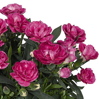 Sprint Dark Pink (Macy Dark Pink)