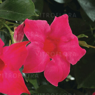 Sundaville® Classic Pink