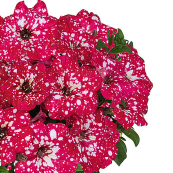 Sweetunia™ Sparkling Red (Surprise)