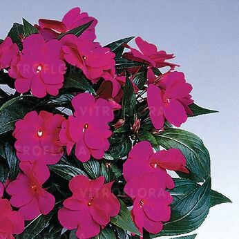 Harmony Dark Violet