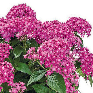 Graffiti Lavender Pink
