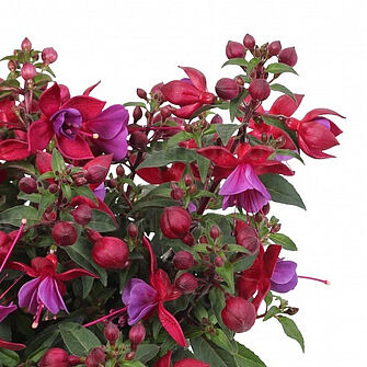 Bella Fuchsia® Martha