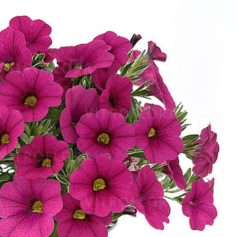 Oasis Pink Ladybeetle