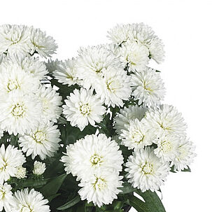 Showmakers Arctic White