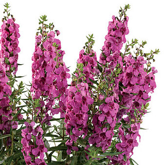 Alonia Big Dark Pink