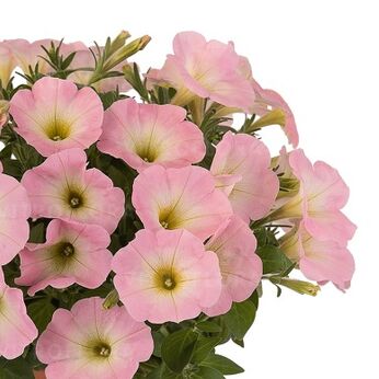 Sweetunia™ Baby Pink 2026