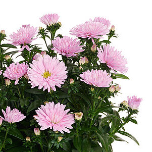 Showmakers Sweet Pink