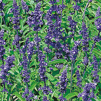Victoria Blue
