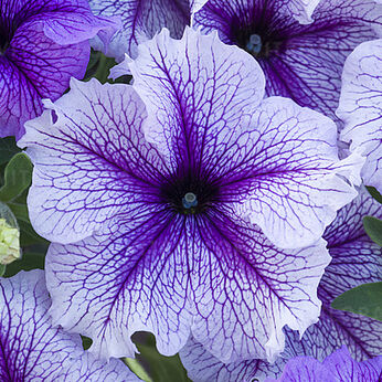 Fanfare Violet Vein