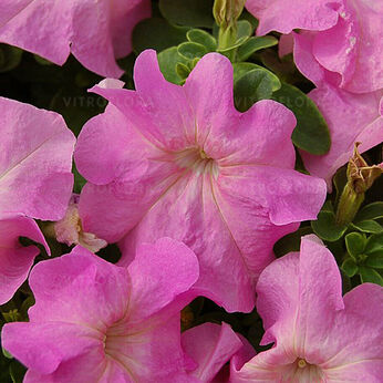 Limbo Sweet Pink (Lupo)