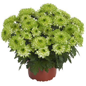 Nova Lime