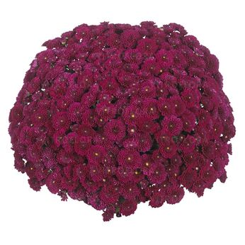 Cherry Purple