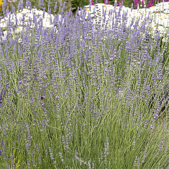 Dwarf Silver
