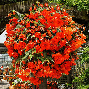 Illumination Orange