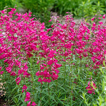 Andenken an Frederik Hahn’(Garnet)