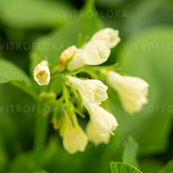 Symphytum grandiflorum