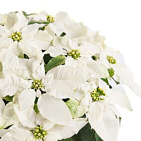 Princettia Pure White