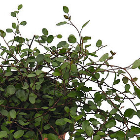 Muehlenbeckia