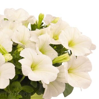 Sweetunia™ White 2024 (Potunia™ Plus)