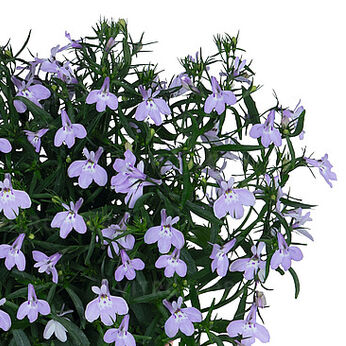 Bella Lavender