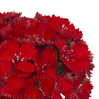 Barberatus Rouge