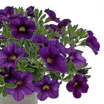 Oasis Purple Sapphire