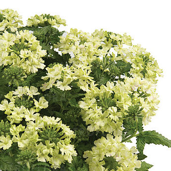 Vanessa Compact Lime