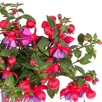 Bella Fuchsia® Maria