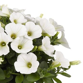 Potunia™ Piccola White 2024