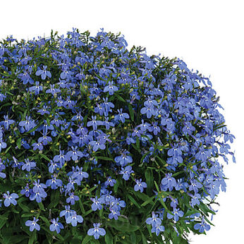 Glow Electric Blue