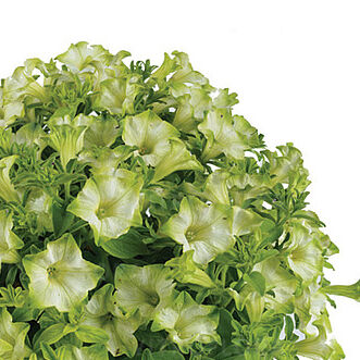 Ray Pistachio Cream