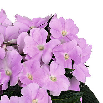 Petticoat Lavender