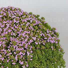 Thymus capitatus