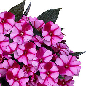 Petticoat Purple Star