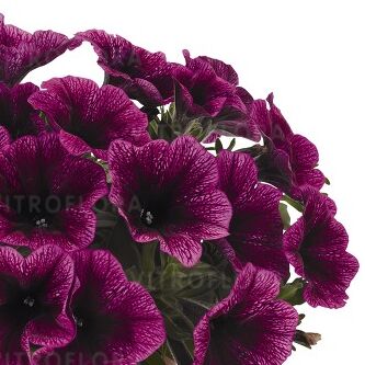 Sweetunia™ Purple Gem
