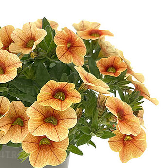 Oasis Orange Firefly