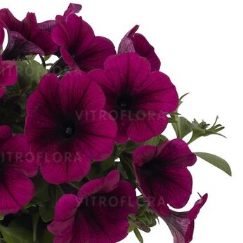 Potunia™ Purple