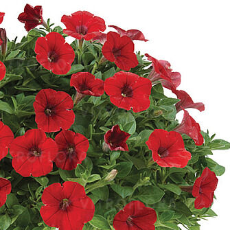 Littletunia Bright Red