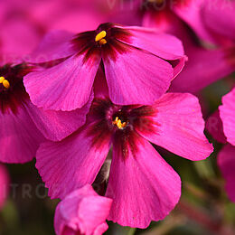 Spring® Scarlet