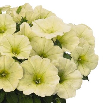 Sweetunia™ Popcorn (Potunia™ Plus)